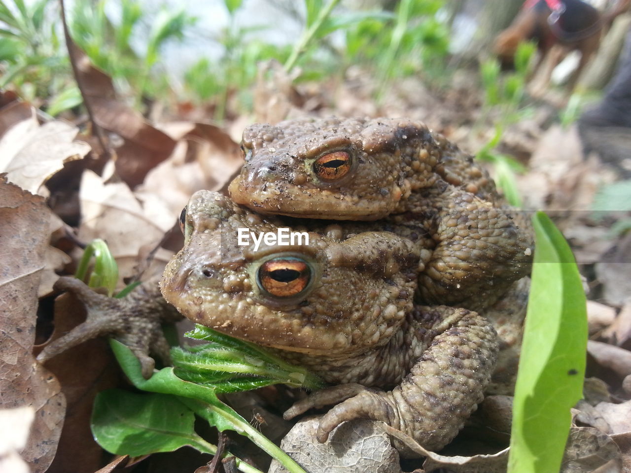 Toads mating on field