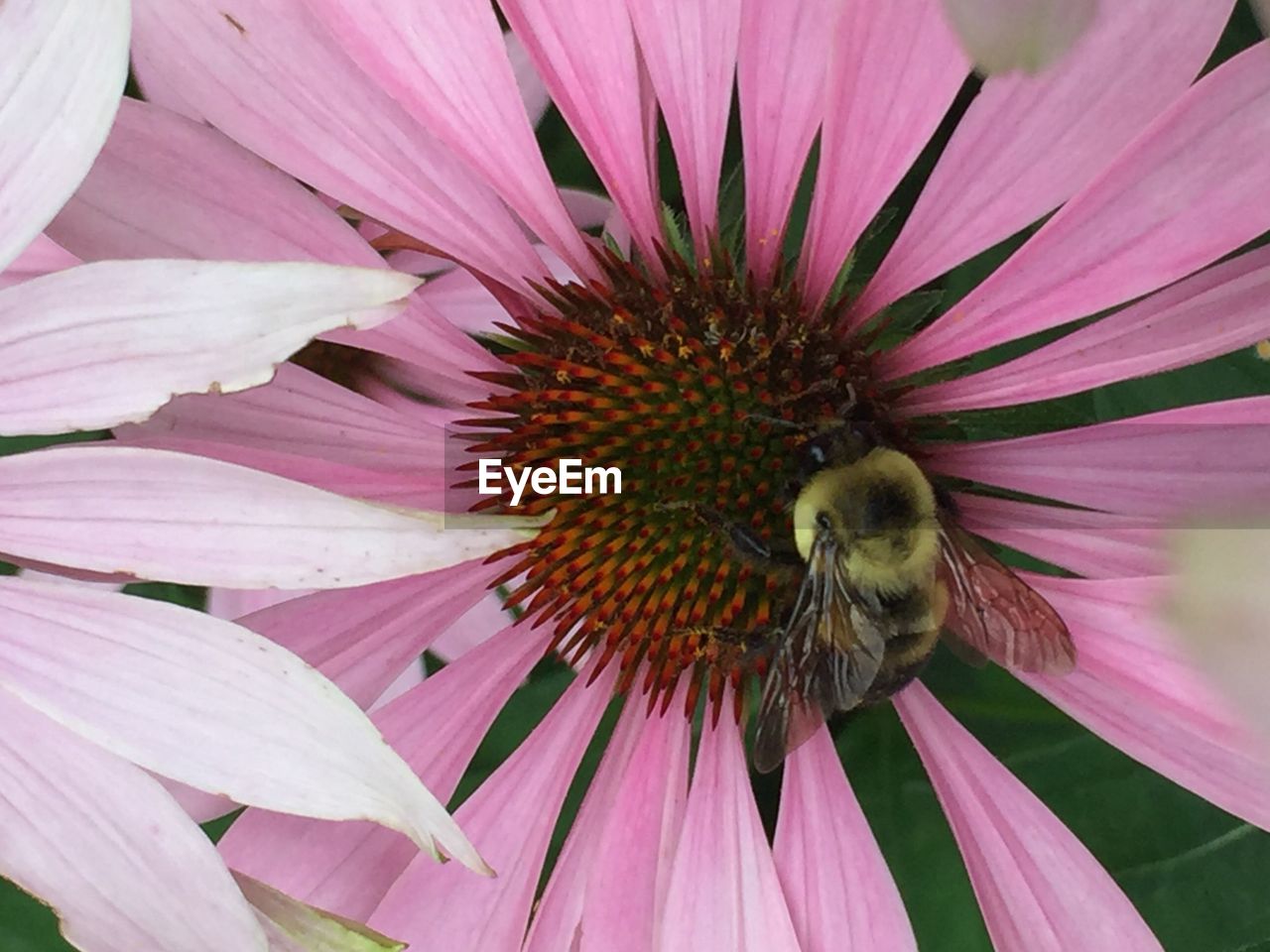 CLOSE-UP OF BEE POLLINATING ON PINK FLOWER