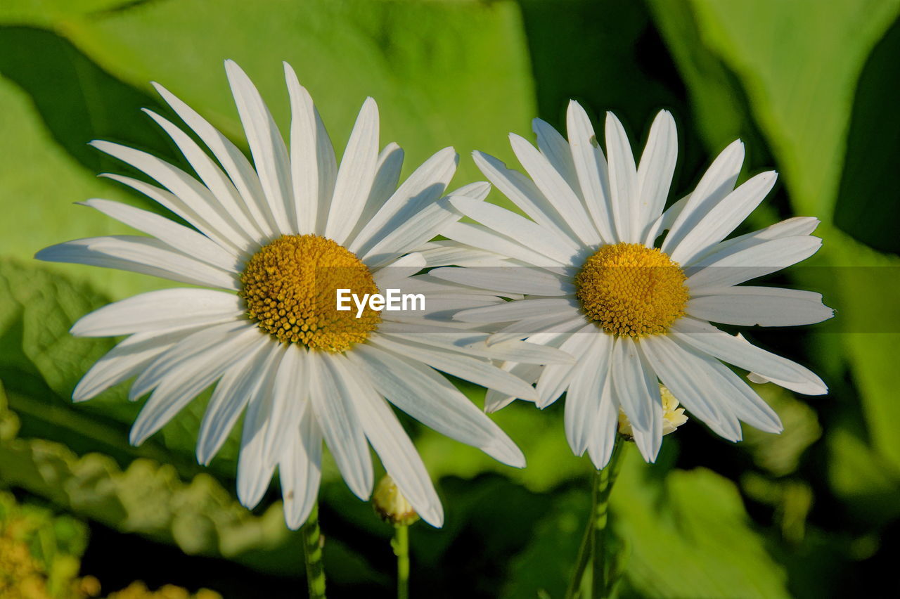 Close-up of yellow flowers blooming outdoors