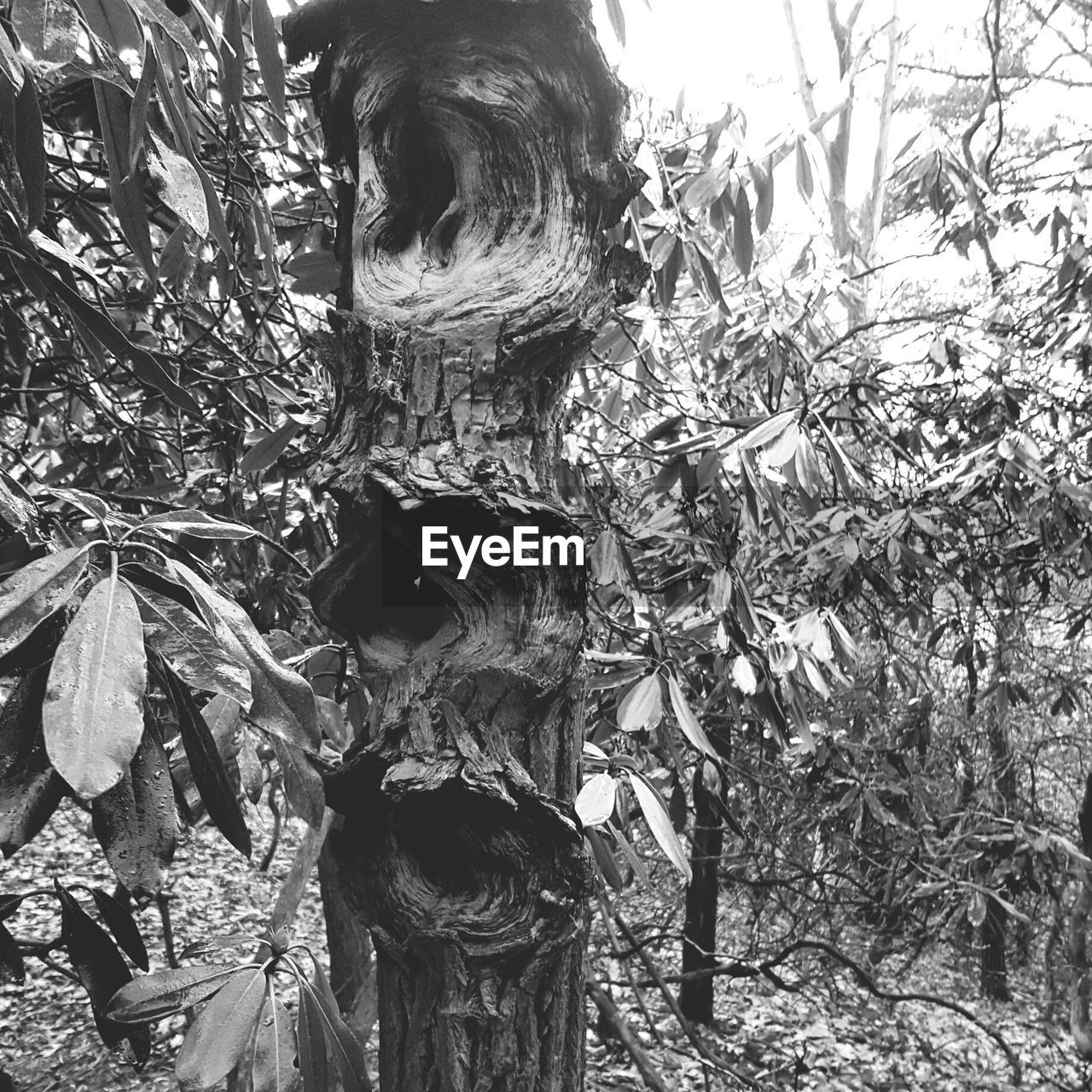 Close-up of tree trunk in forest