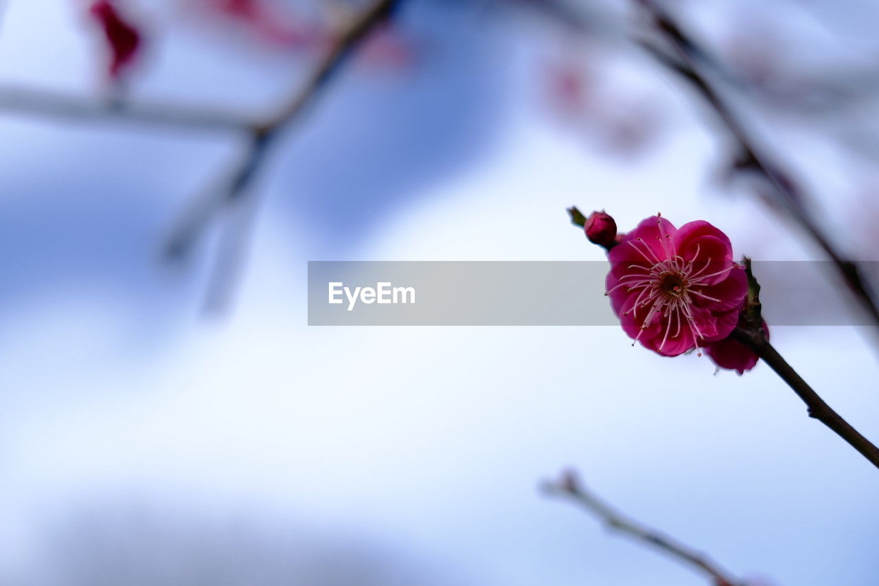 flower, plant, flowering plant, beauty in nature, freshness, fragility, blossom, nature, springtime, petal, tree, pink, branch, close-up, macro photography, flower head, growth, inflorescence, sky, red, no people, focus on foreground, spring, botany, outdoors, leaf, pollen, cherry blossom, twig, blue, plum blossom, selective focus, day, tranquility, bud, environment