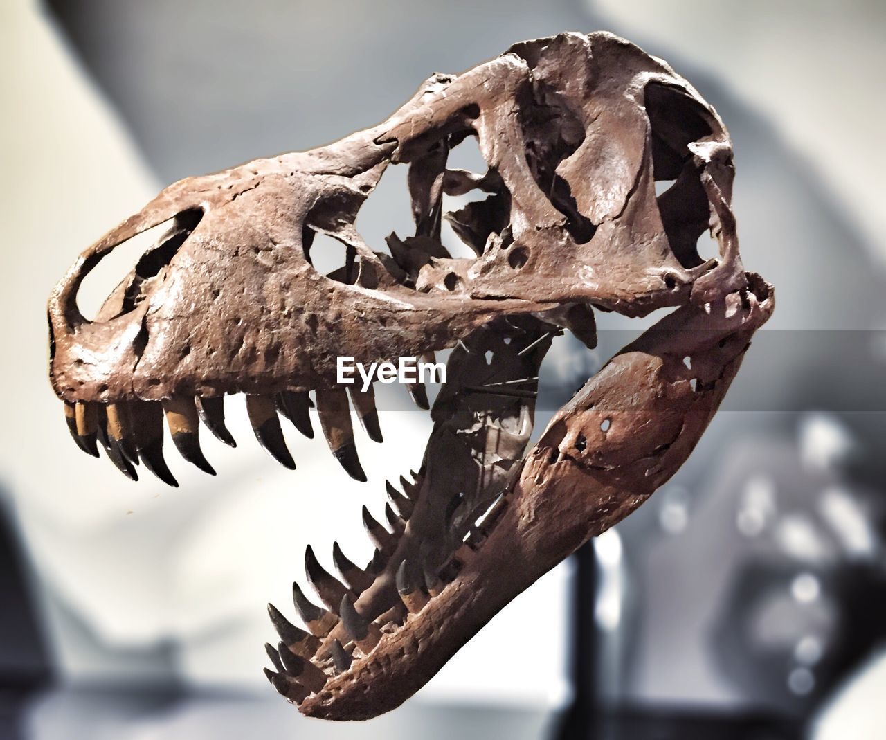 Dinosaur skull in museum
