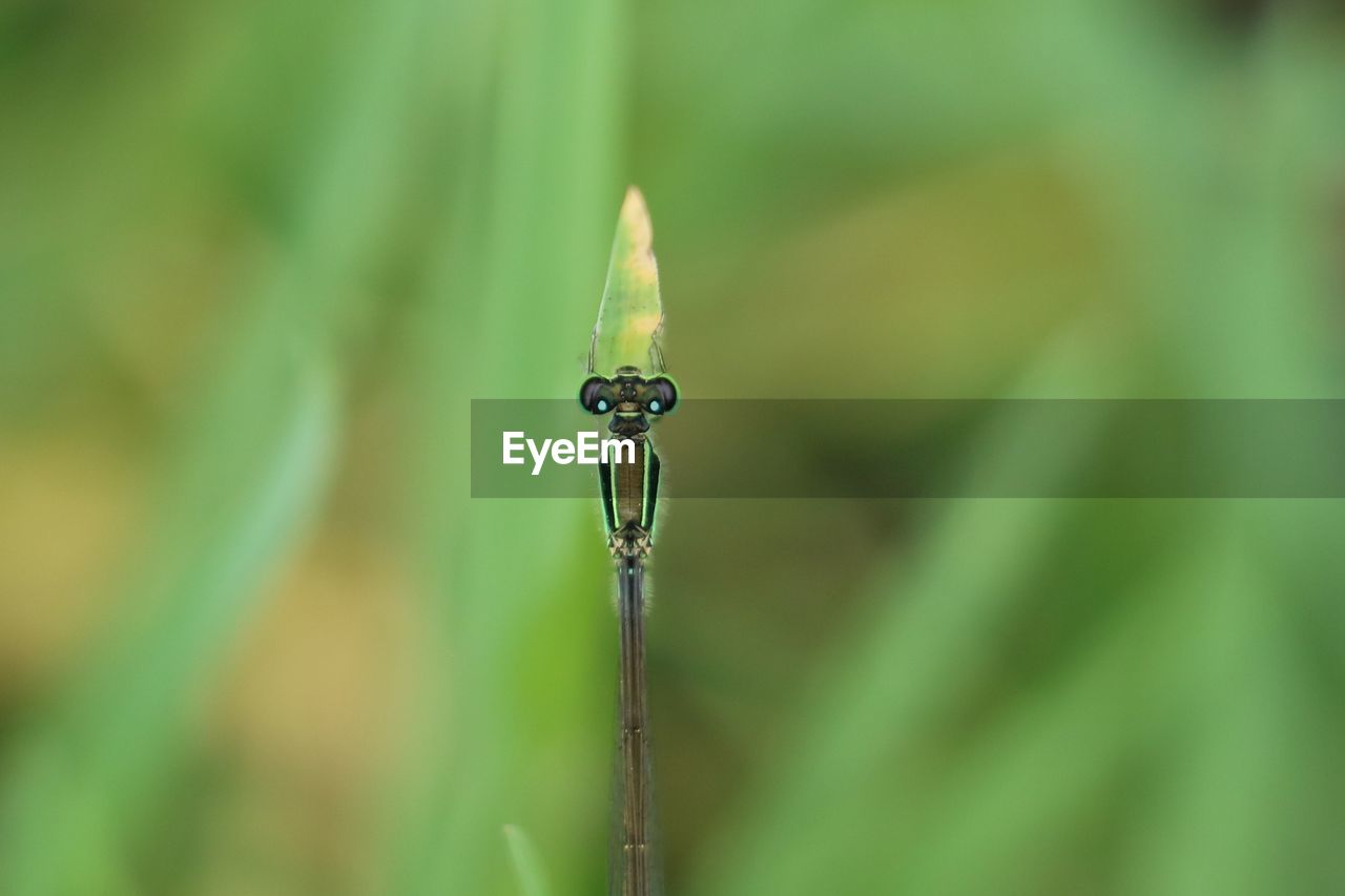 green, animal themes, animal, one animal, animal wildlife, insect, dragonflies and damseflies, wildlife, close-up, macro photography, nature, grass, dragonfly, plant, focus on foreground, no people, plant stem, leaf, day, selective focus, flower, outdoors, moisture, beauty in nature, animal body part, macro, plant part, water