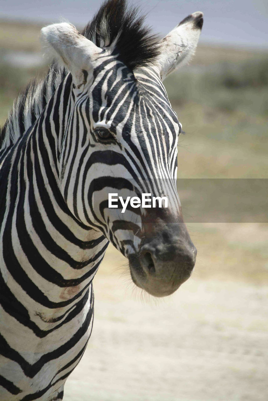 Close-up of a zebra