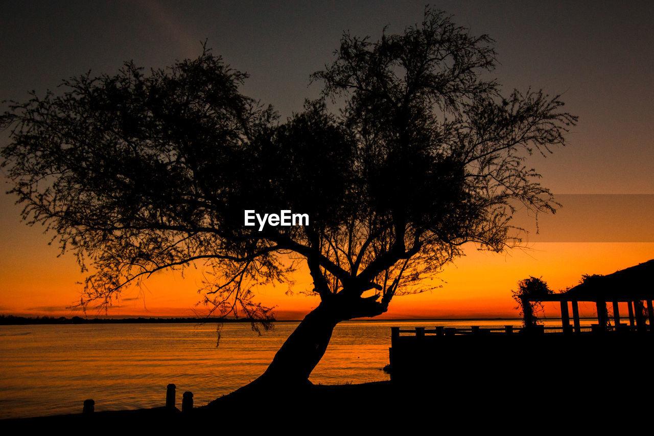 Silhouette of trees at lakeshore