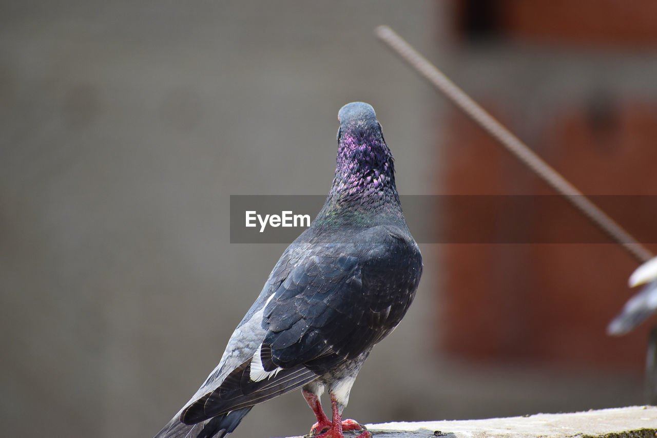 CLOSE-UP OF PIGEONS