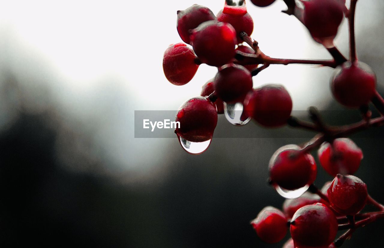 Close-up of red berries growing on tree