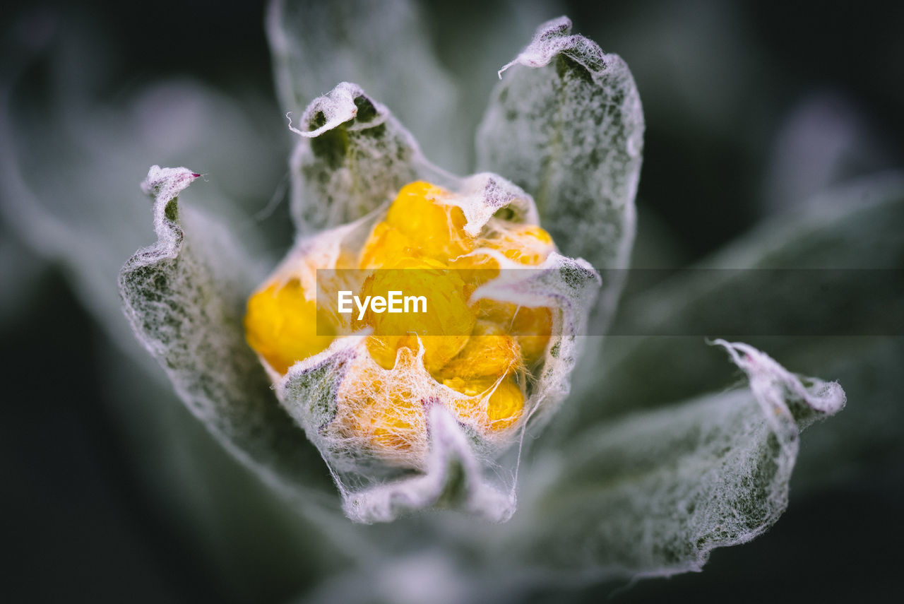 Close-up of yellow flowering plant