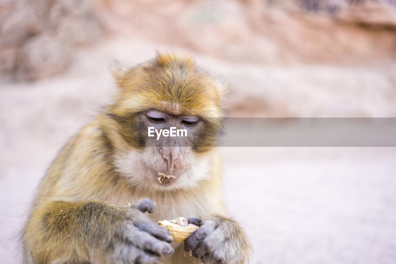 Magot or macaca sylvanus in ouzoud eating peanuts