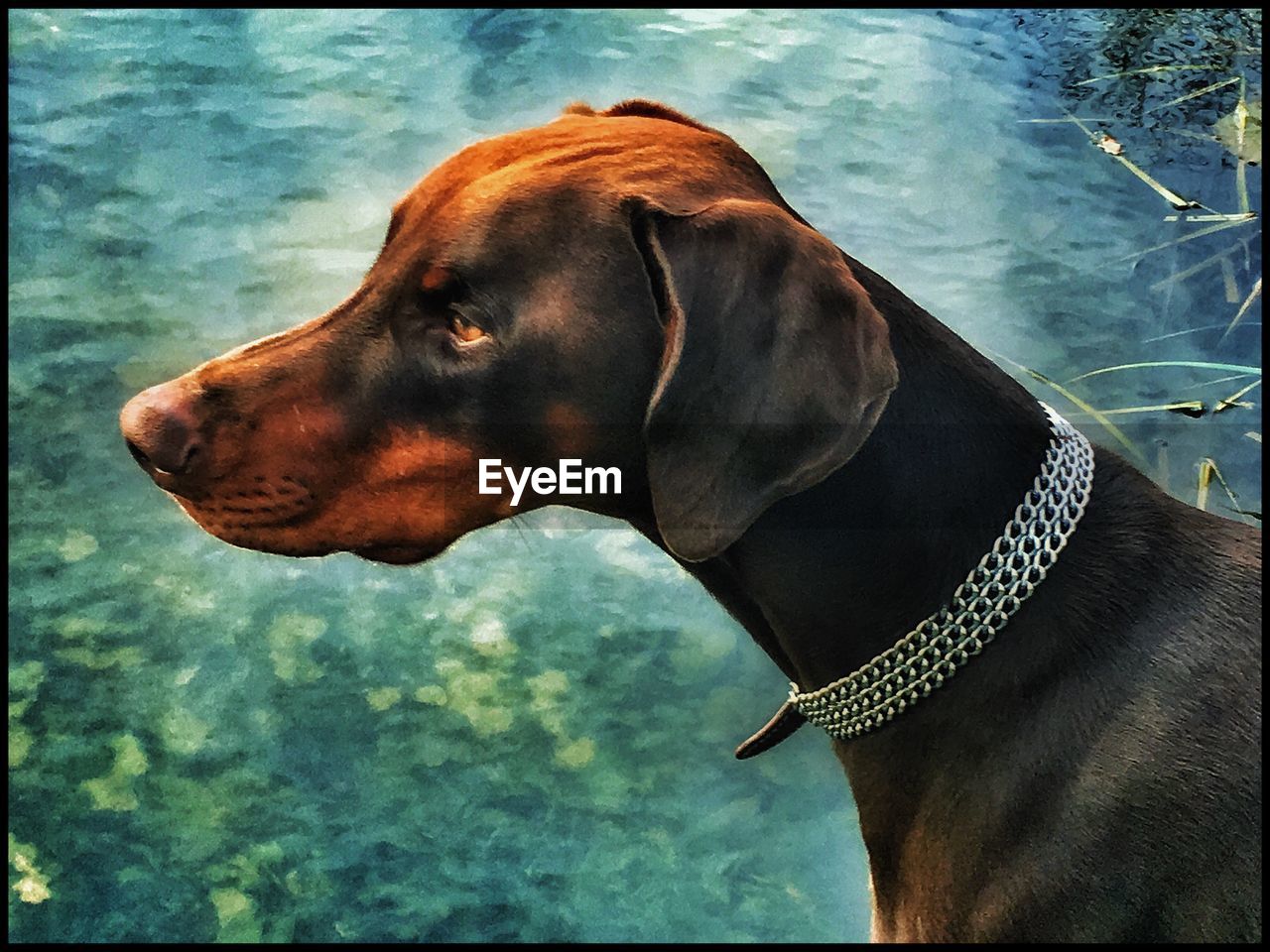 Close-up of dog standing against lake