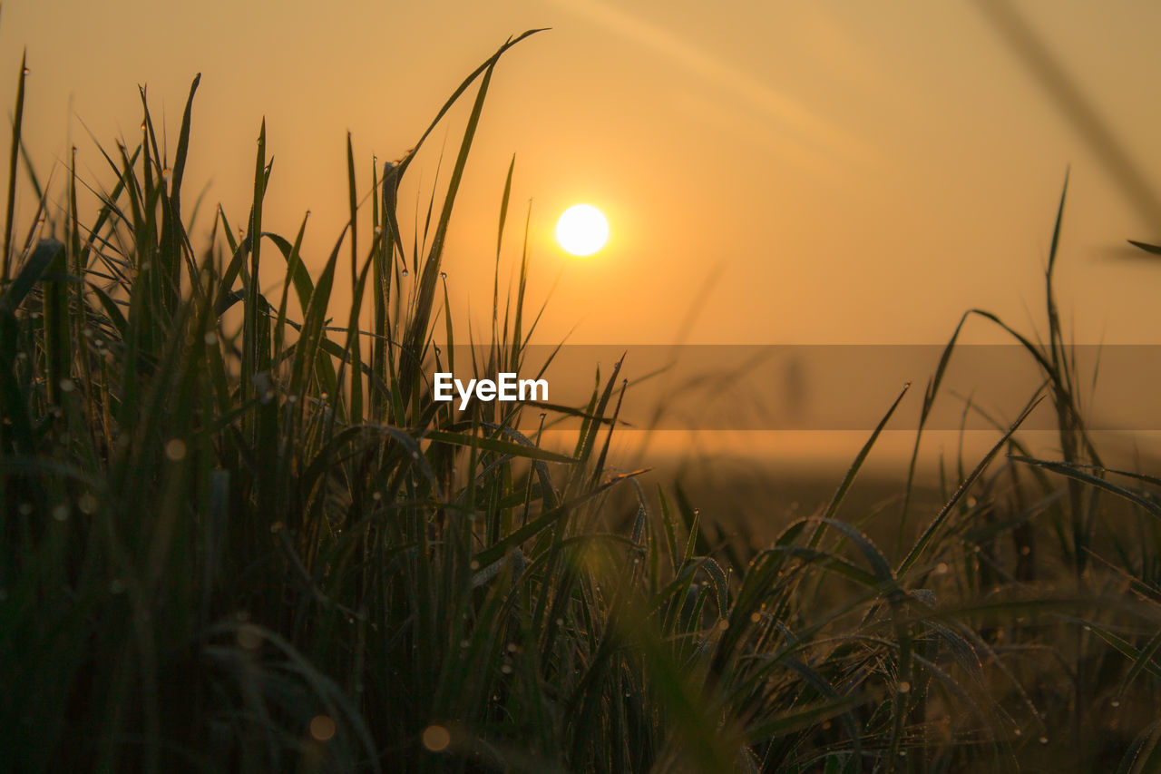 Close-up of grass against sunset sky