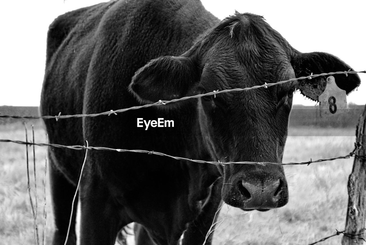 Close-up of cow standing on field