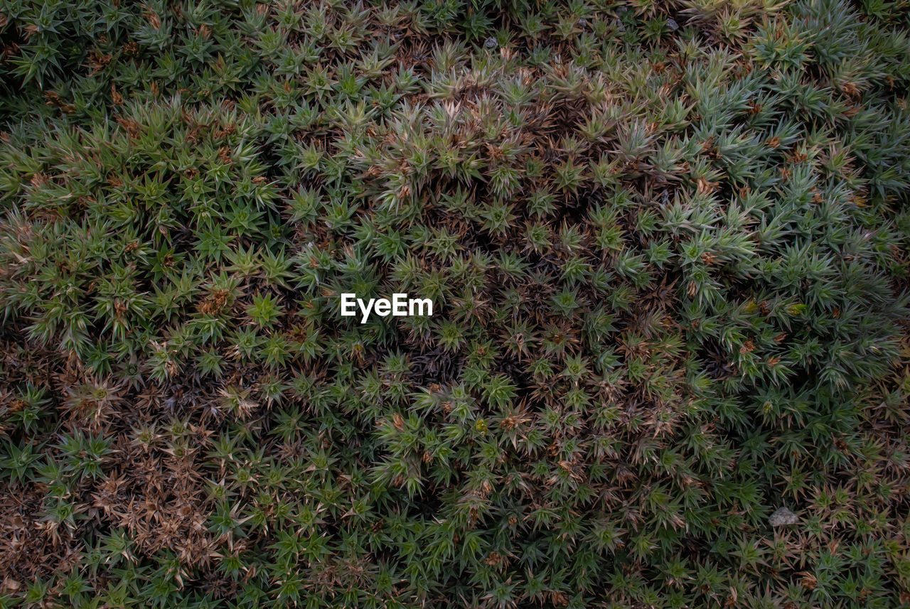 FULL FRAME SHOT OF FRESH GREEN FIELD