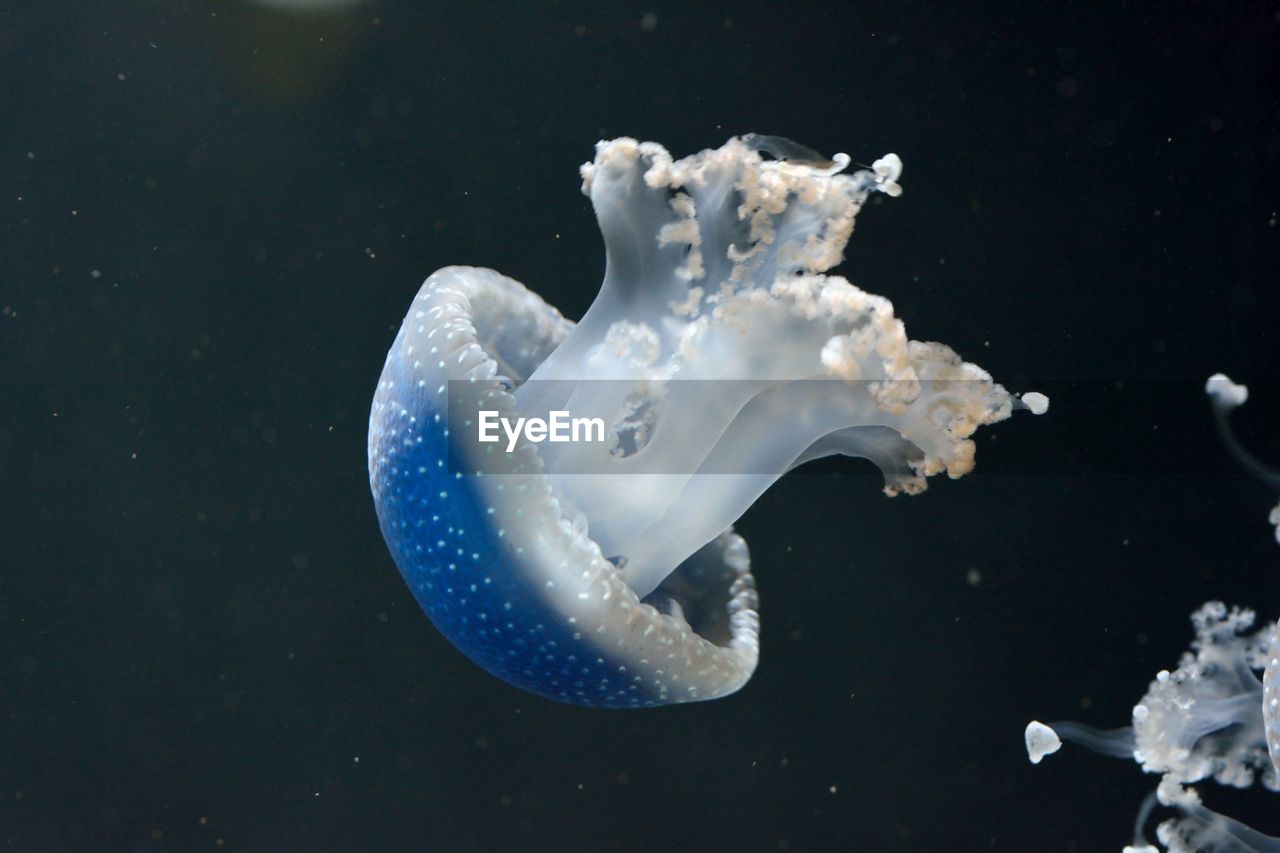 Close-up of jellyfish underwater