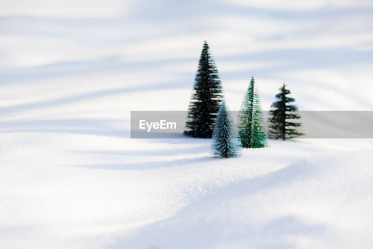 CLOSE-UP OF SNOW COVERED PLANTS ON LAND