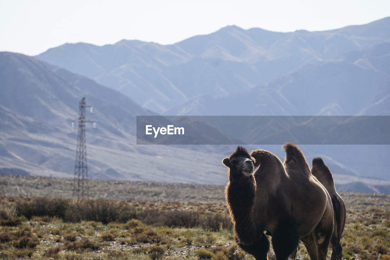 Wild camel at grassland in kyrgyzstan