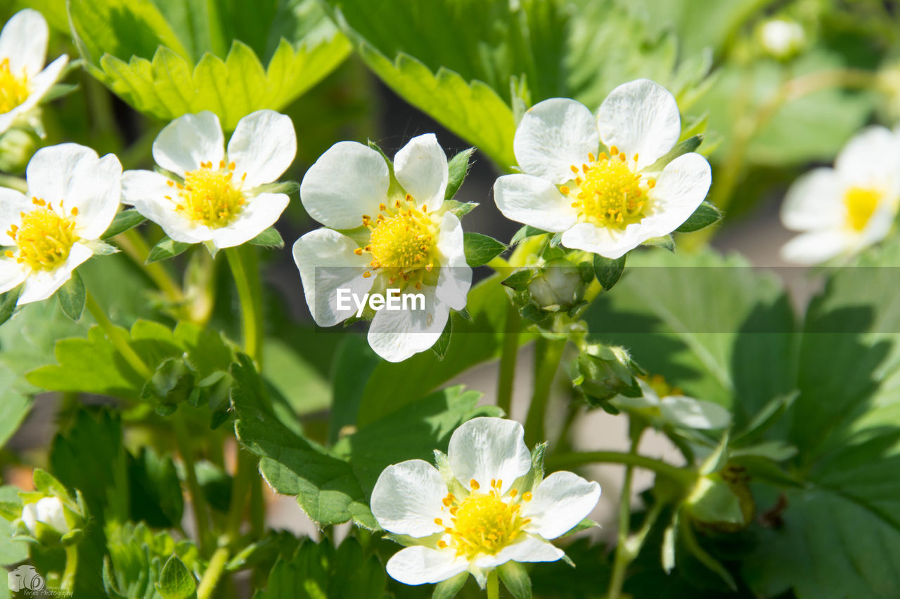CLOSE-UP OF FLOWER BLOOMING OUTDOORS