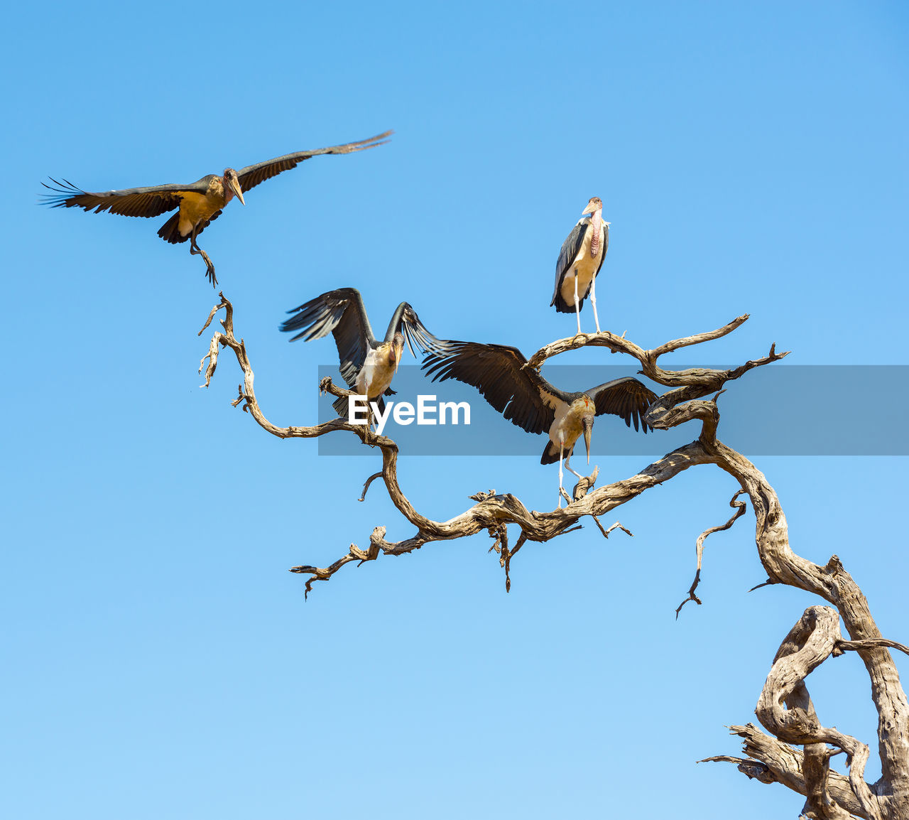 LOW ANGLE VIEW OF BIRD FLYING