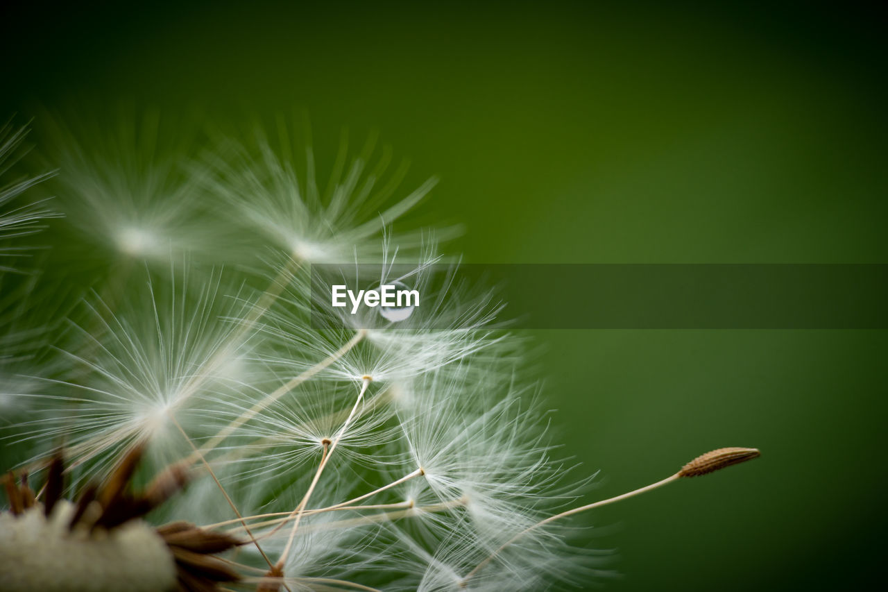 Close-up of dandelion on plant