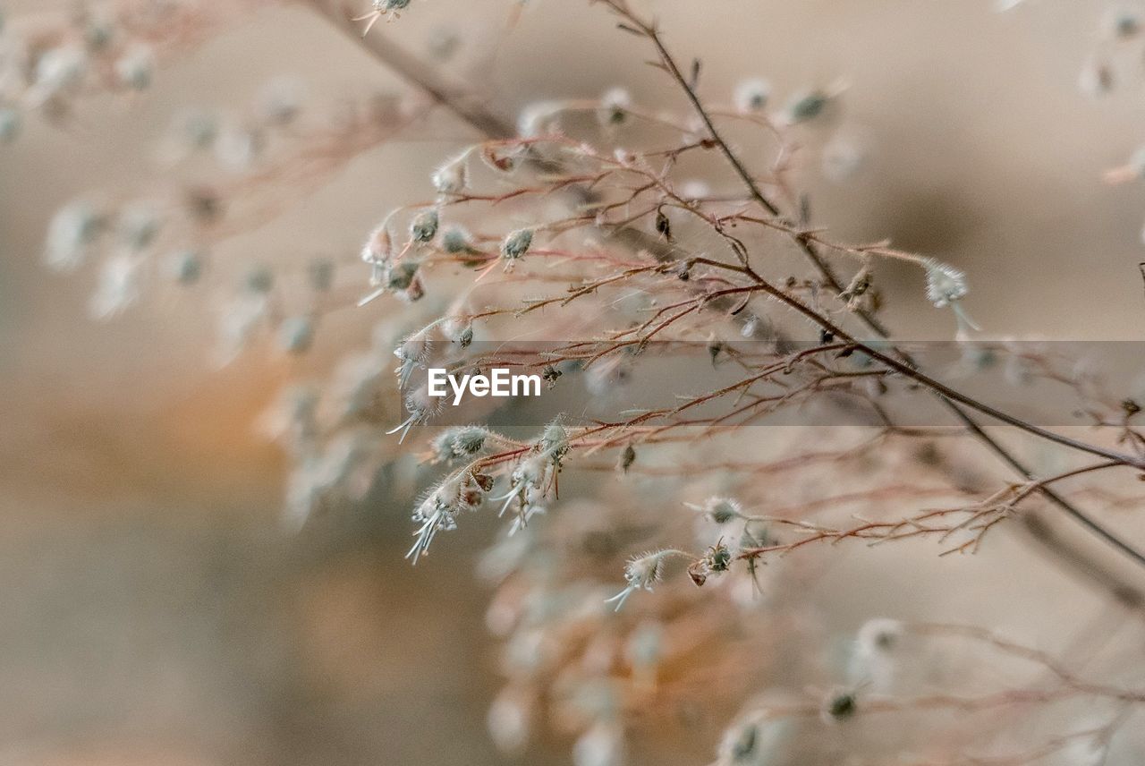 CLOSE-UP OF CHERRY BLOSSOM ON TREE DURING WINTER