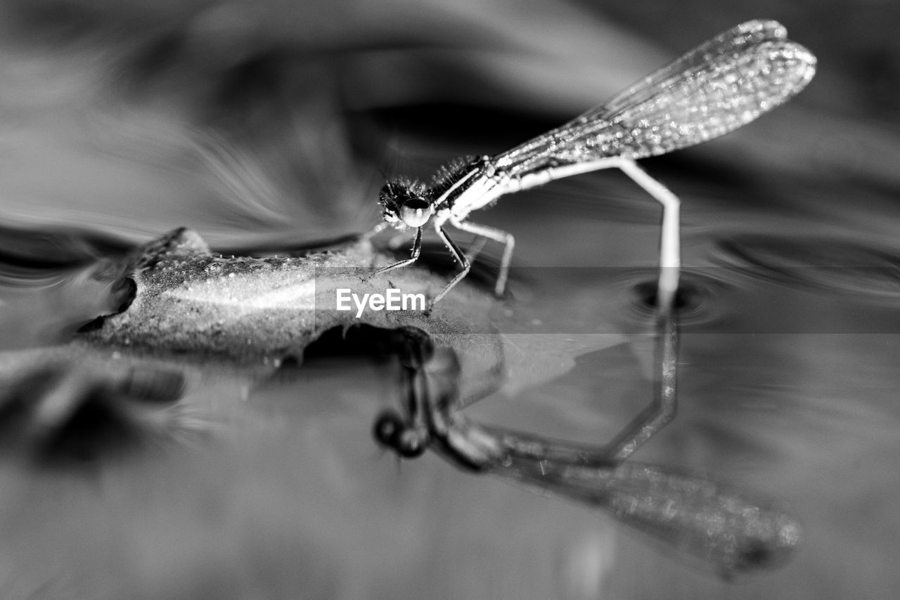 animal themes, animal, animal wildlife, black and white, one animal, insect, close-up, water, wildlife, macro photography, monochrome photography, monochrome, nature, animal body part, no people, reflection, magnification, macro, outdoors, animal wing, black, selective focus, wing