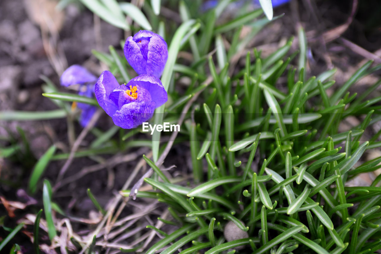 CLOSE-UP OF PURPLE CROCUS FLOWER
