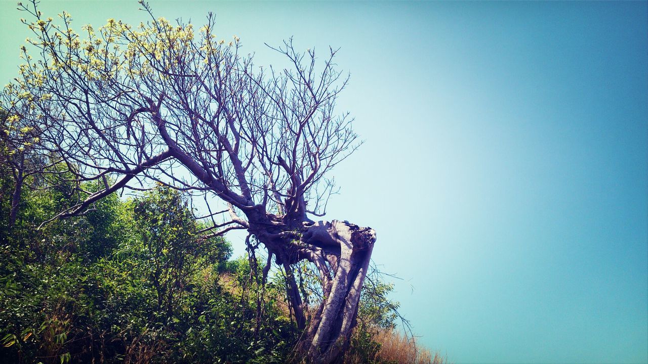 LOW ANGLE VIEW OF TREES AGAINST CLEAR BLUE SKY