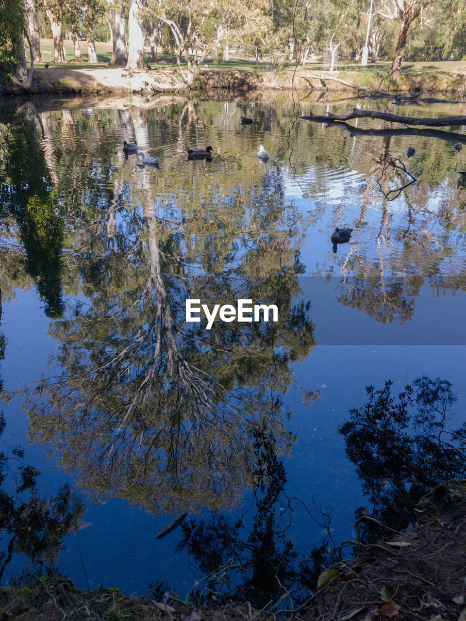 REFLECTION OF TREES IN WATER