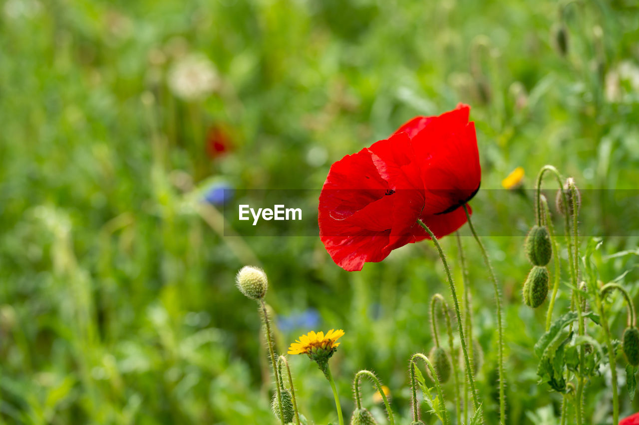 CLOSE-UP OF RED POPPY FLOWER