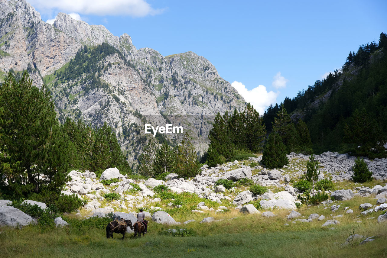 VIEW OF A HORSE ON FIELD AGAINST SKY