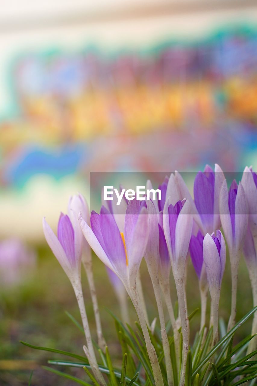 Close-up of purple crocus blooming outdoors