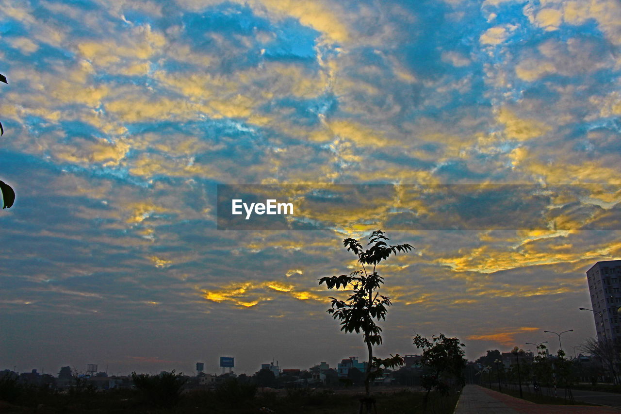 TREE AGAINST SKY DURING SUNSET