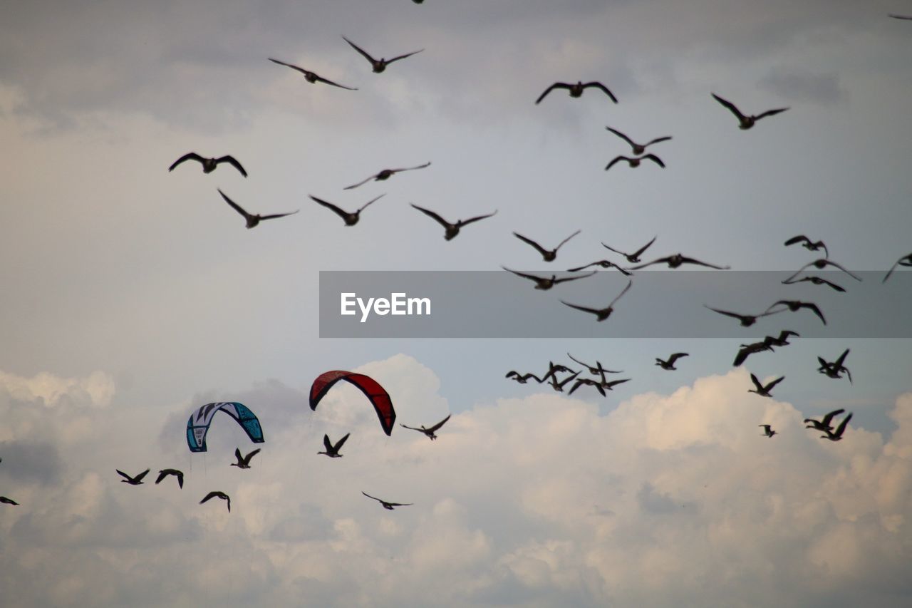 Low angle view of silhouette birds flying in sky