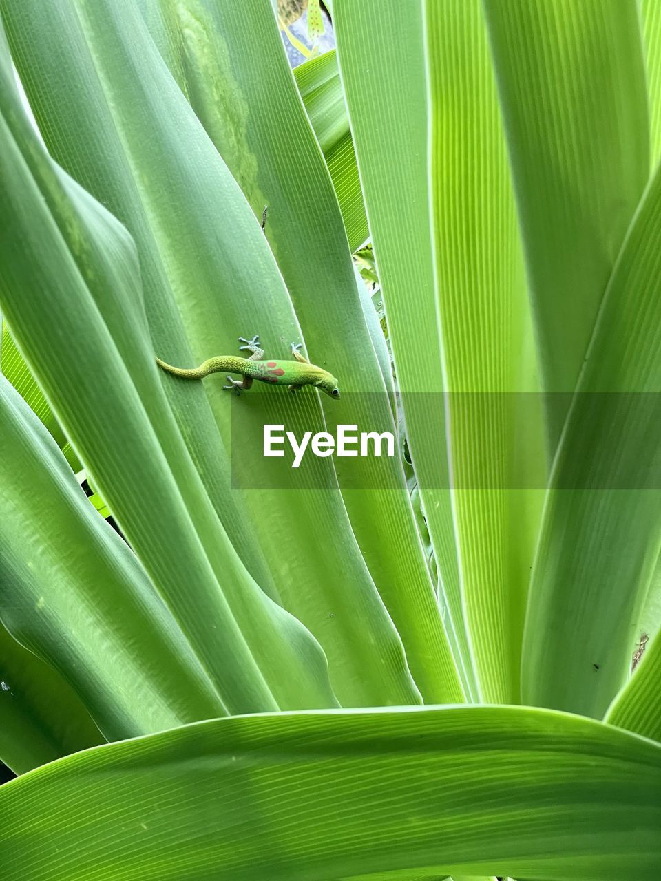 FULL FRAME SHOT OF GREEN PLANT