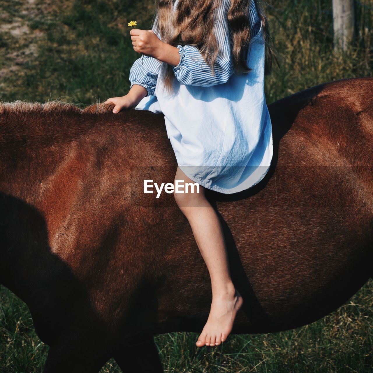 Low section of woman sitting on horse at field