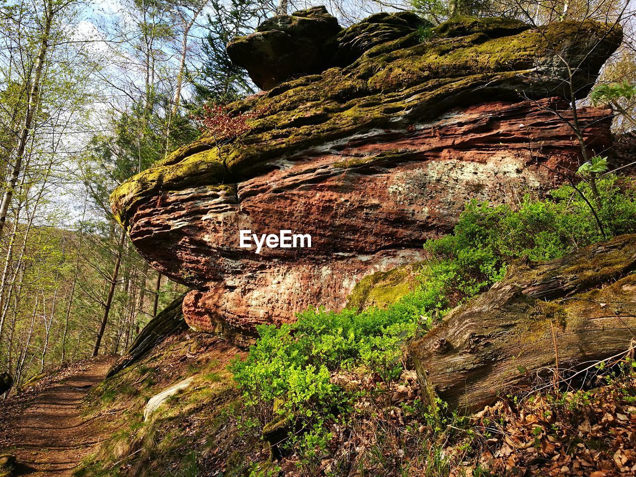 LOW ANGLE VIEW OF MOSS GROWING ON TREE TRUNK