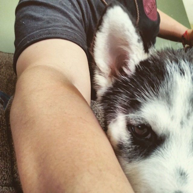 CLOSE-UP OF DOG RESTING ON FLOOR