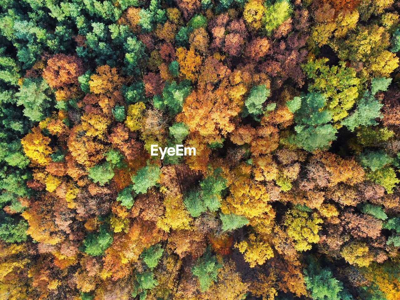 Autumn forest - drone shot