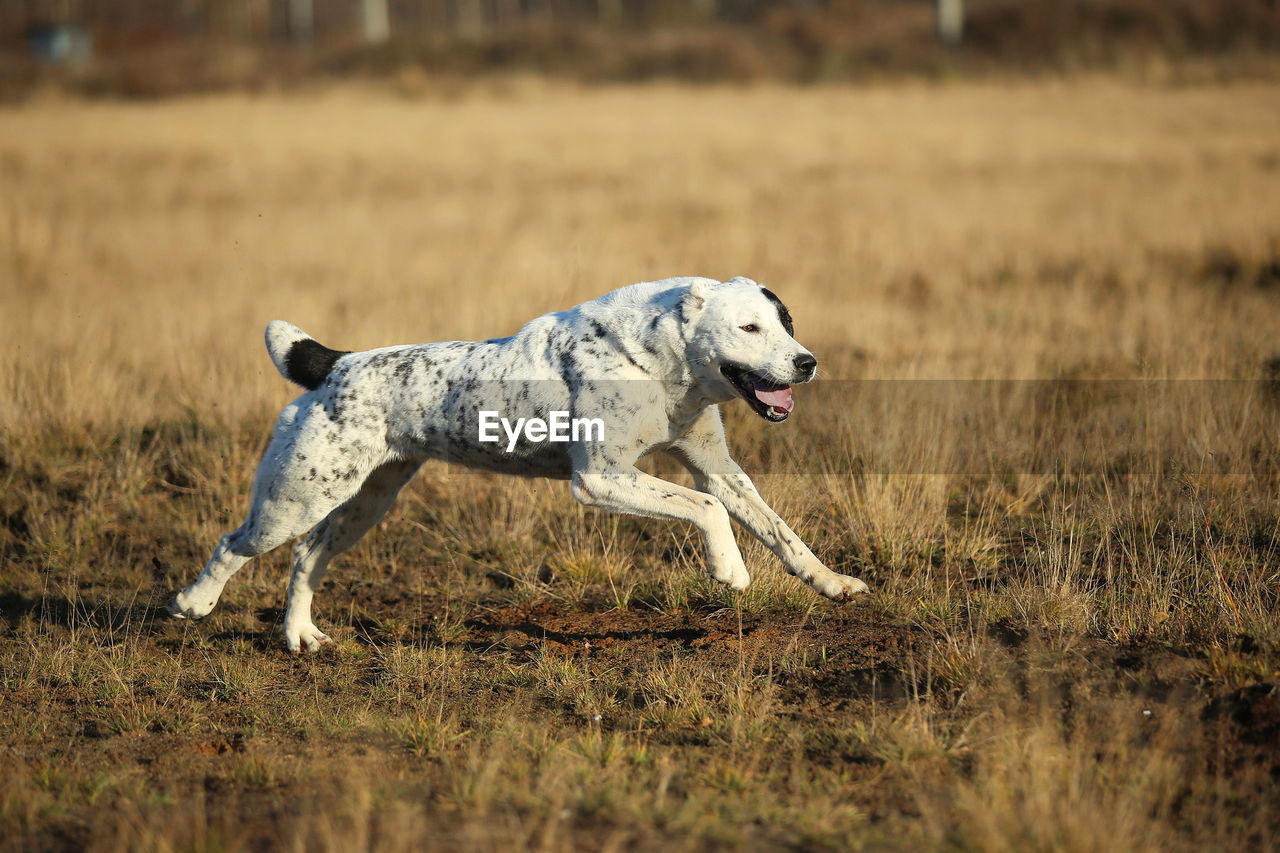 DOG RUNNING IN THE FIELD