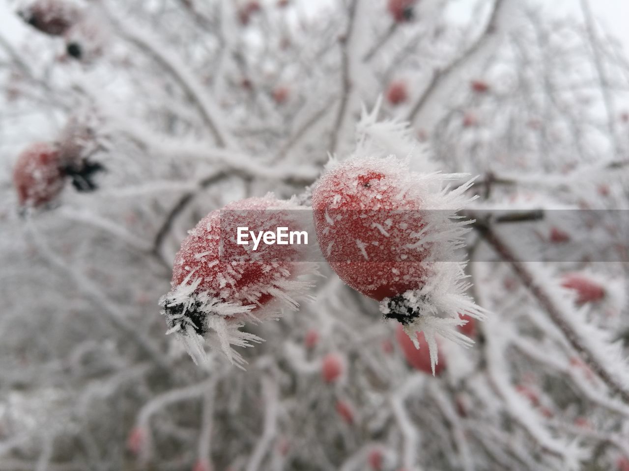 CLOSE-UP OF FROZEN FLOWER