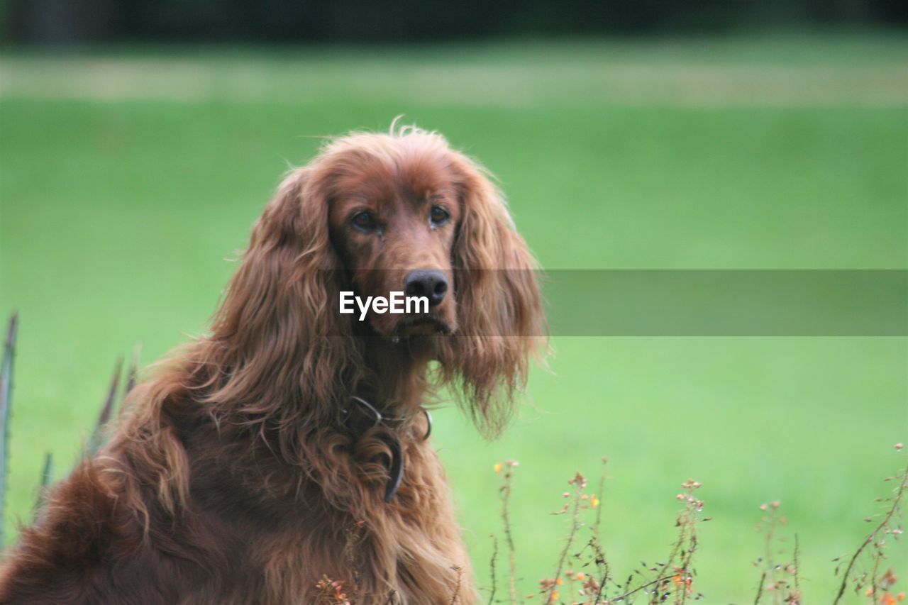 Portrait of irish setter on grassy field