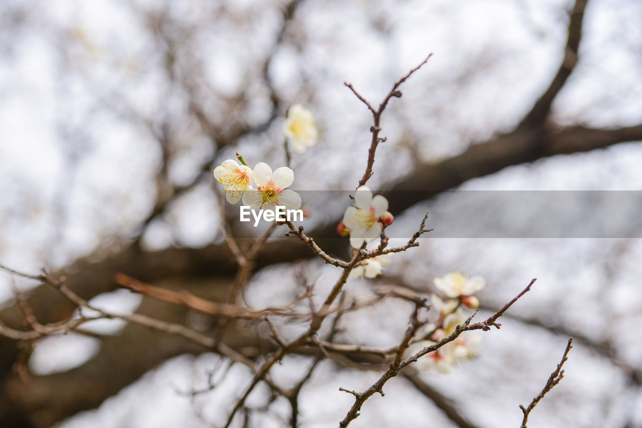 CLOSE-UP OF BLOSSOM ON BRANCH