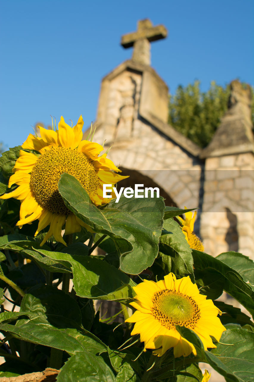 Close-up of sunflower blooming against clear sky