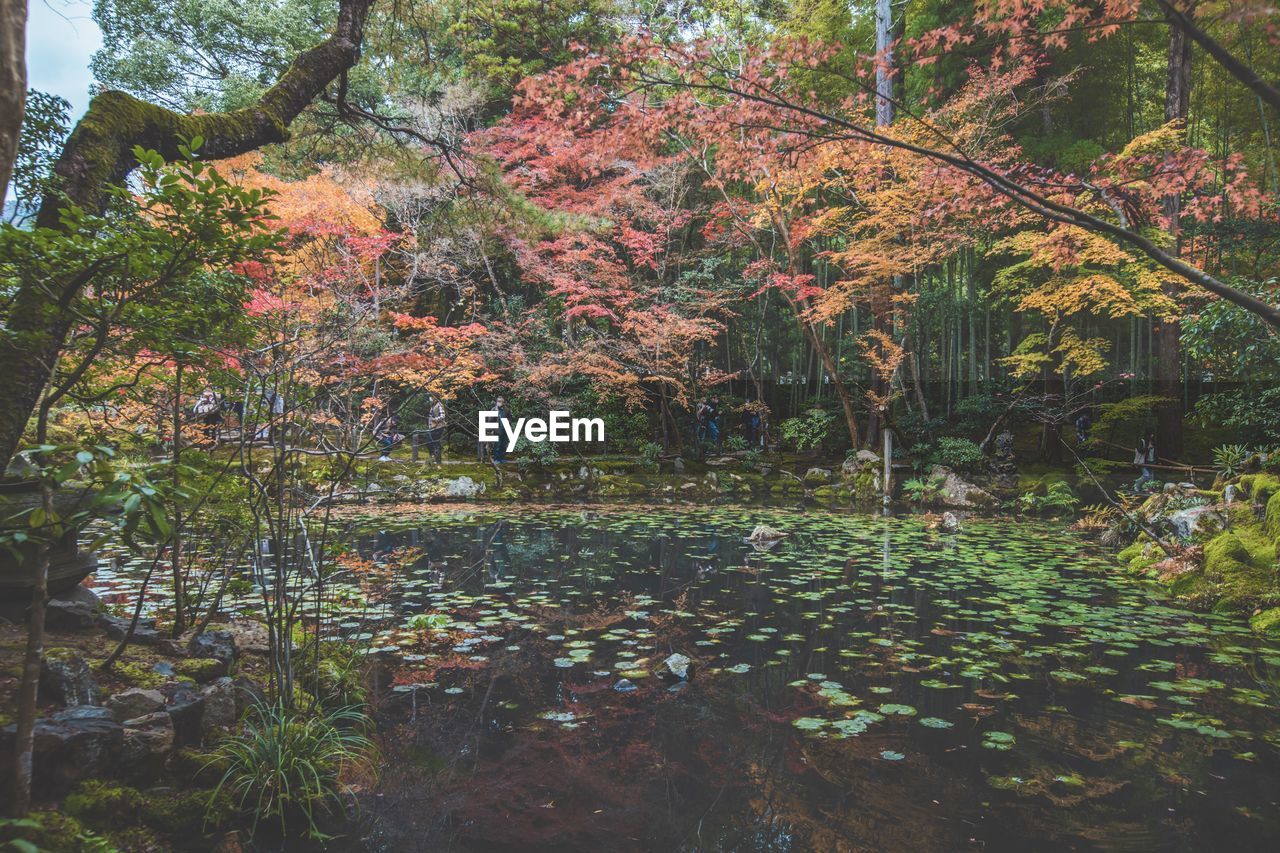 high angle view of trees in forest