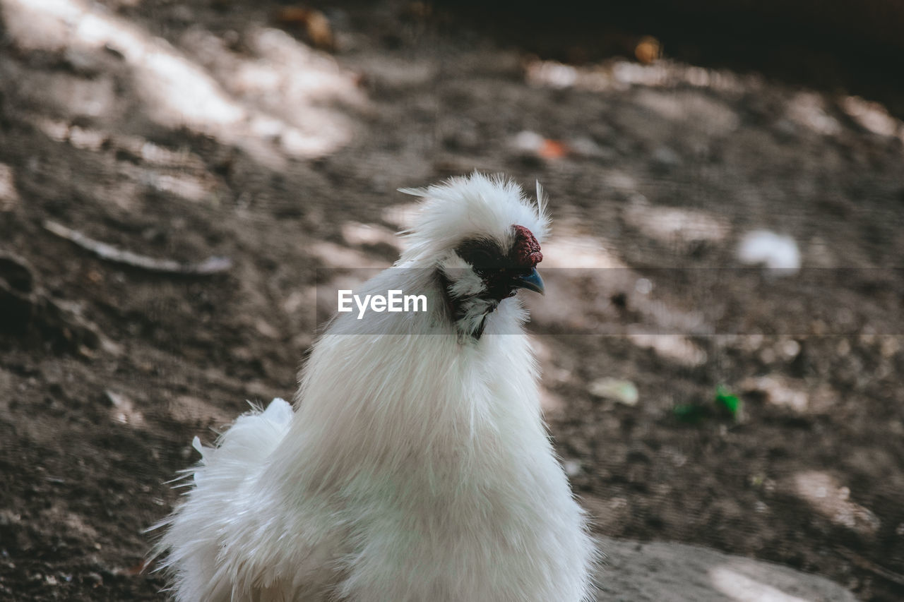 CLOSE-UP OF A BIRD