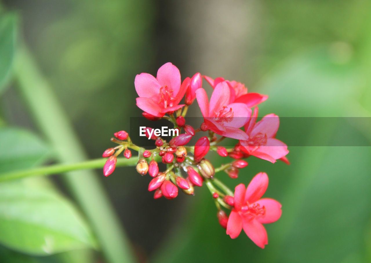 CLOSE-UP OF PINK FLOWER