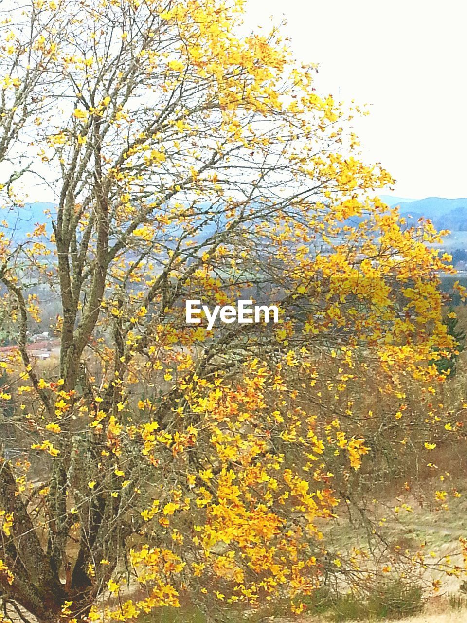 YELLOW FLOWERS ON TREE AGAINST SKY