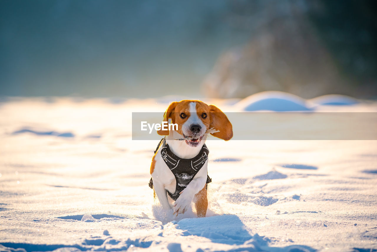 View of a dog on snow covered land