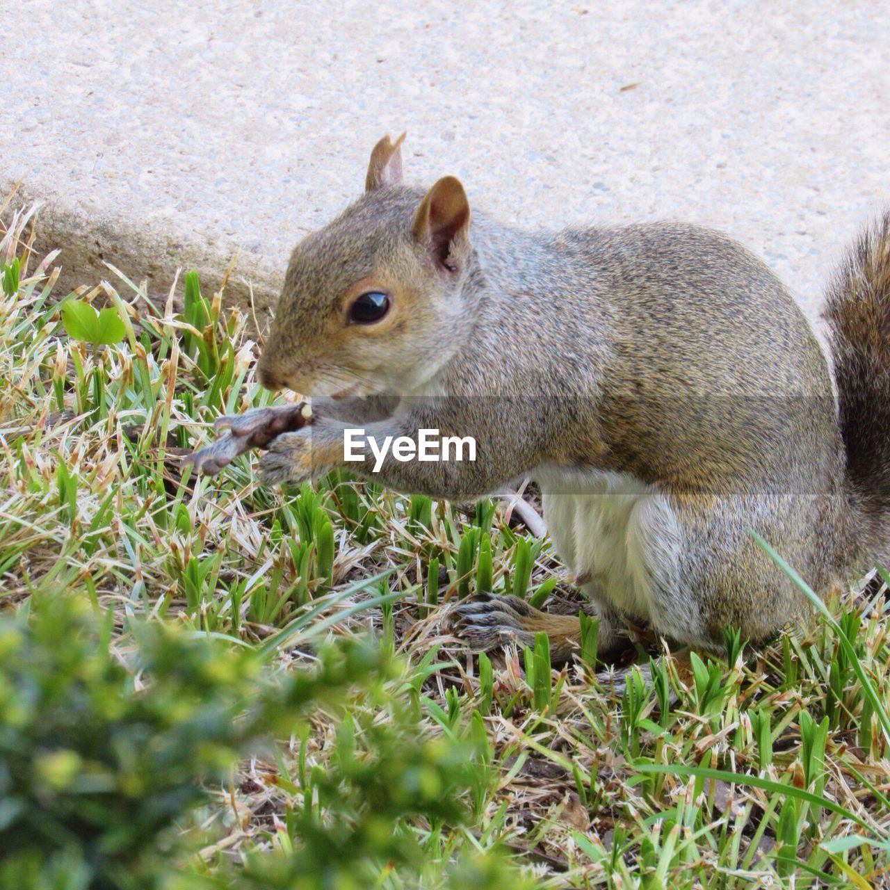 CLOSE-UP OF A SQUIRREL ON ROCK