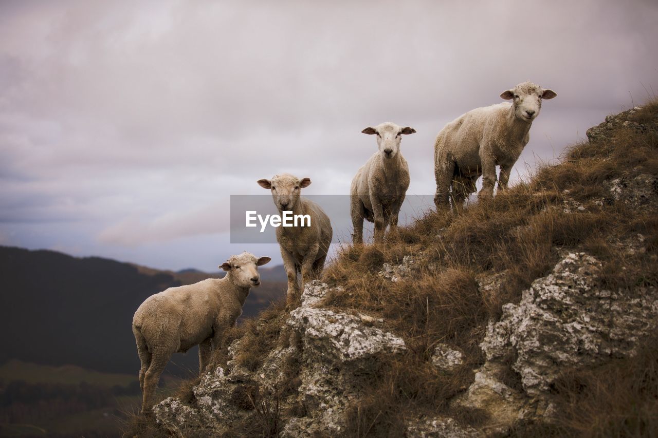 Sheep standing in a field on a rock outcrop 